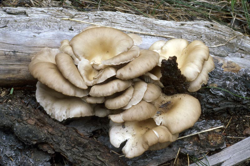 Pleurotus pulmonarius